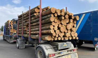 Holztransporter mit Rundholz beladen